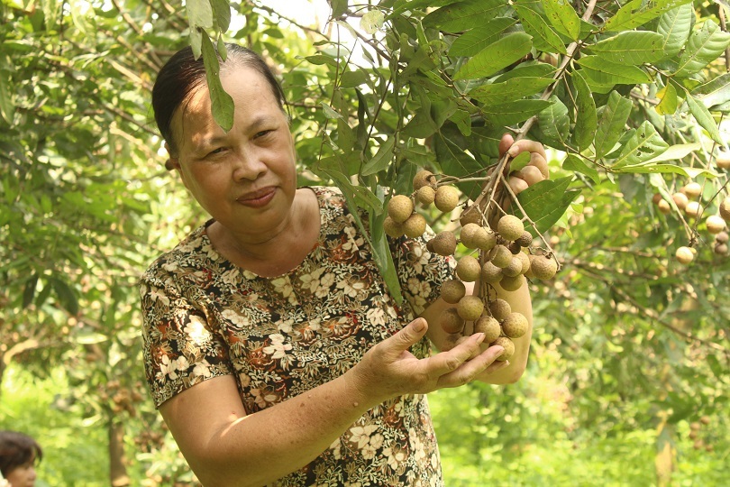 Trang trại nhãn hữu cơ giữa lòng Thủ Đô3