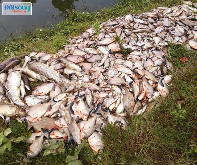 Người dân đau đớn nhìn hàng tấn cá đang đến kỳ thu hoạch chết nổi trắng mặt ao