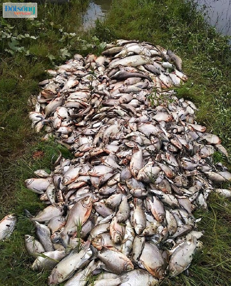 Người dân đau đớn nhìn hàng tấn cá đang đến kỳ thu hoạch chết nổi trắng mặt ao2