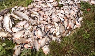 Hà Nội: Người dân đau đớn nhìn hàng tấn cá đang đến kỳ thu hoạch chết nổi trắng mặt ao