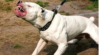 Hà Nội: Chó Pitbull cắn chết anh trai của chủ nhà gây rúng động 