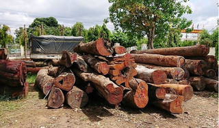 Vụ Phượng 'râu' buôn lậu gỗ: Chi cục Trưởng Kiểm lâm nộp 8m3 gỗ