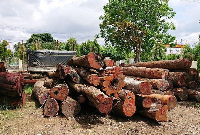 Vụ Phượng râu buôn lậu gỗ: Chi cục Trưởng Kiểm lâm nộp 8m3 gỗ