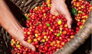 Giá cà phê hôm nay 3/9: Nông dân lao đao vì cà phê liên tiếp chạm đáy