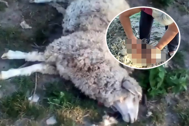 8 con cừu bị giết chết và hút cạn sạch máu một cách bí ẩn tại ngôi làng Matveevtsy