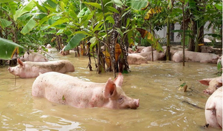 Trang trại bị ngập, hàng nghìn con lợn bơi trong nước lũ ở Thanh Hóa