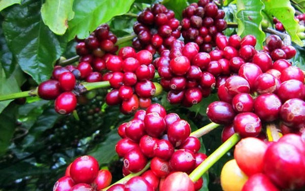 Giá cà phê hôm nay 4/9: Giá thấp trượt ngưỡng 33.000 đồng/kg