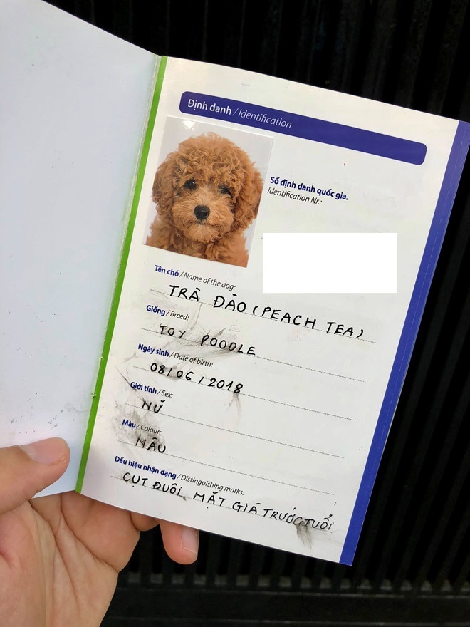 Chàng trai đưa chó đi chụp anh thẻ làm giấy khai sinh2