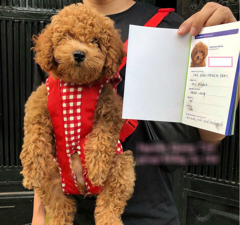 Chàng trai đưa chó đi chụp anh thẻ làm giấy khai sinh