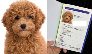 Chàng trai gây 'bão' khi đưa chó đi chụp anh thẻ, làm giấy khai sinh
