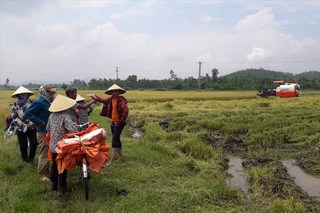 Bảo kê máy gặt ở Hà Tĩnh: Chính quyền biết nhưng không thể xử lý?
