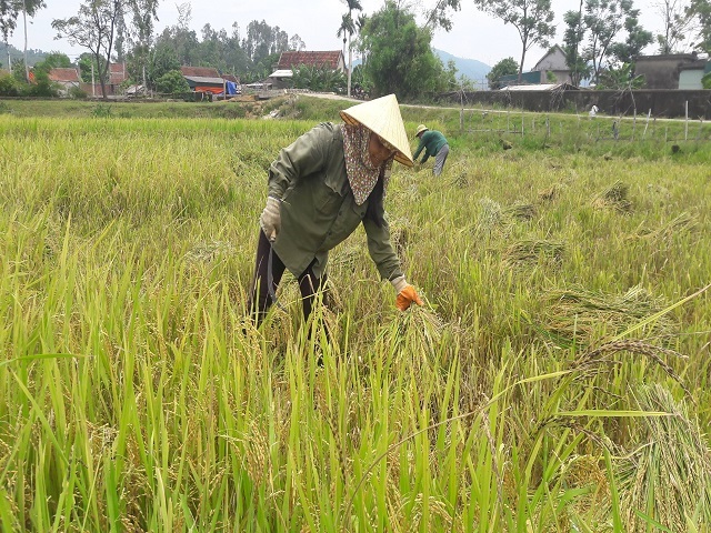 Bảo kê máy gặt ở Hà Tĩnh: Chính quyền biết nhưng không thể xử lý?