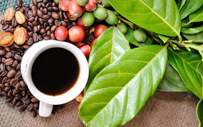 Giá cà phê hôm nay 14/9: Vừa tăng vọt lại giảm nhẹ