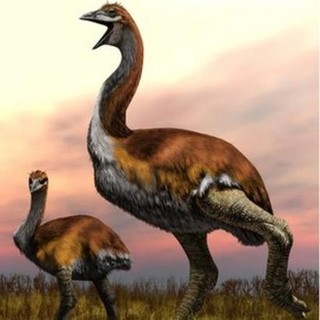 Đã có lời giải cho sự biến mất của loài chim lớn nhất thế giới