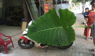 Nam Định: Phát hiện cây dọc mùng khổng lồ, lá che kín một chiếc xe máy
