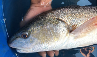 Ngư dân bắt được cá sủ vàng ở Đà Nẵng, được định giá 500 triệu đồng