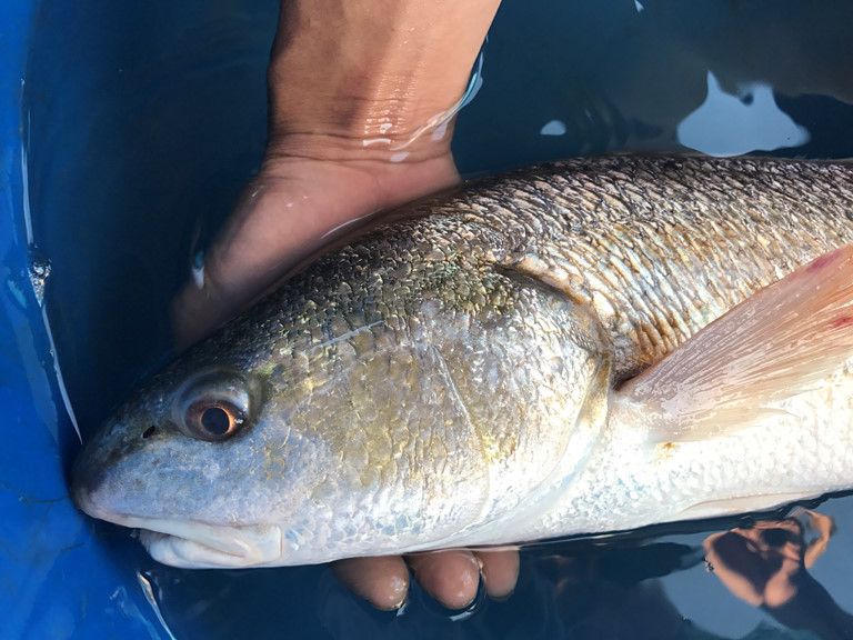Ngư dân bắt được cá sủ vàng ở Đà Nẵng, được định giá 500 triệu