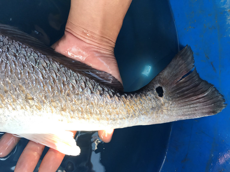 Ngư dân bắt được cá sủ vàng ở Đà Nẵng, được định giá 500 triệu đồng