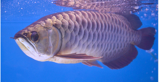 Cá rồng châu Á 7 tỷ đồng 'báo trước hiểm họa' khiến đại gia say mê