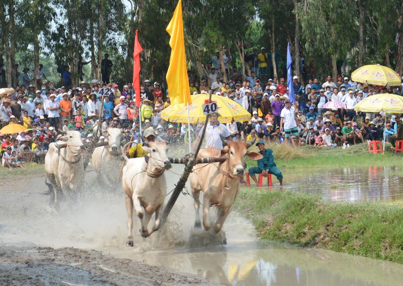 Hội đua bò Bảy Núi tranh Cúp Truyền hình An Giang lần thứ 25