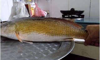 Ngư dân Huế câu được cá nặng 3 kg nghi cá sủ vàng quý hiếm
