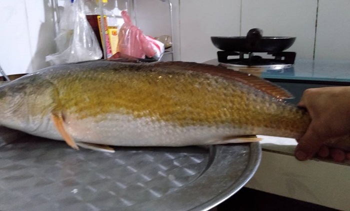  cá nặng 3 kg nghi sủ vàng quý hiếm