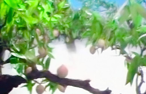Sự thật không ngờ về trái đào tiên ăn vào 'trường sinh bất lão' trong Tây Du Kí 