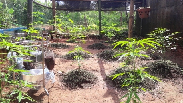 Thanh niên nghiện ma túy, trồng 19 cây cần sa ngay trong vườn nhà