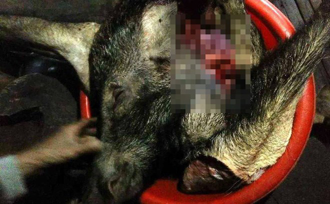 Đi làm rẫy, lão nông bị lợn rừng hơn 100kg tấn công phải nhập viện