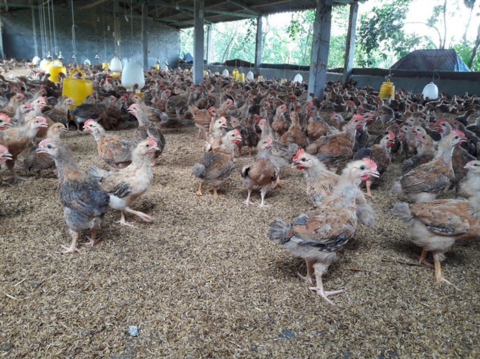Bắt quả tang chở 50.000 gà giống từ Trung Quốc về Việt Nam