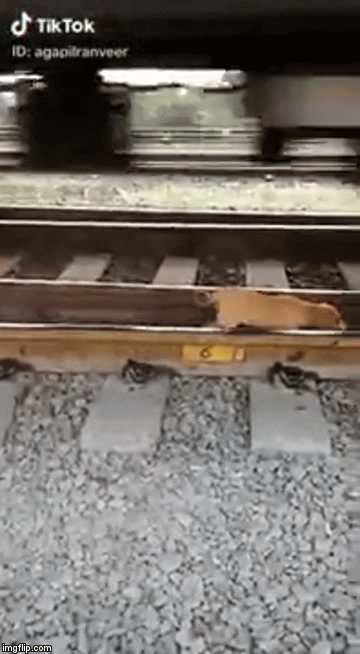 Clip: Lọt vào đường ray tàu hỏa, chú chó bình tĩnh 'xử lý' khiến người xem kinh ngạc