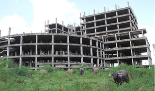 Dự án bệnh viện gần nghìn tỷ ở Nam Định bỏ hoang 7 năm, thành nơi nuôi trâu