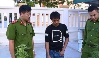 Thanh Hóa: Thanh niên nghiện ma túy trồng cần sa ngay tại nhà mình