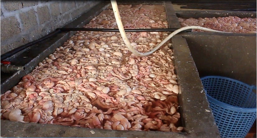 Quảng Ninh: Bắt quả tang một cơ sở đang tẩm ướp 20 tấn lòng lợn bẩn