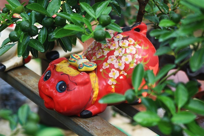 Những chú lợn đất cõng quất bonsai này hiện đang được trồng tại một số nhà vườn trên địa bàn phường Tứ Liên (Tây Hồ, Hà Nội)