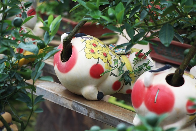 Những chú lợn đất cõng quất bonsai này hiện đang được trồng tại một số nhà vườn trên địa bàn phường Tứ Liên (Tây Hồ, Hà Nội)