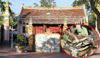 Trăn về 'ngự' tại ngôi đền ở Nam Định, mặc khua chiêng gõ trống vẫn 'mắc võng nằm chầu'