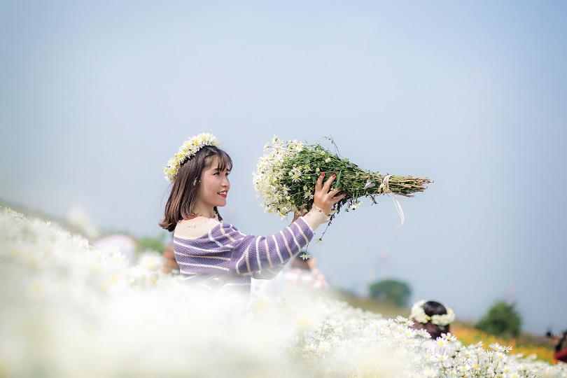 Những ngày đầu tháng 12, tiết trời Hà Nội dịu mát, dọc tuyến đường vào ngõ 264 Âu Cơ  dòng người đổ về đông đúc ngắm nhìn từng bông cúc hoạ mi.