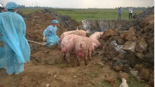 Truy bắt xe tải chở 97 con lợn lở mồm long móng đi tiêu thụ