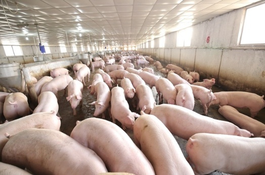 Giá heo (lợn) hơi hôm nay 25/12: Giảm nhẹ 1.000 - 2.000 đồng/kg ở miền Nam