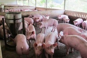 Giá heo (lợn) hơi hôm nay 29/12: Giảm mạnh trên cả nước ngày cuối năm