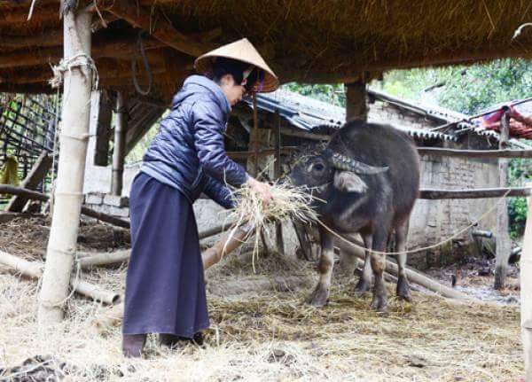Người dân gồng mình chống rét cho gia súc, gia cầm ở vùng biên xứ Lạng