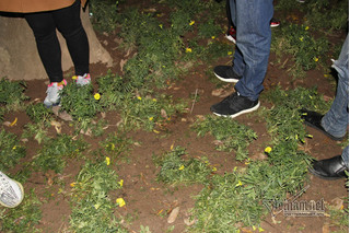 Nghìn người chen lấn đón năm mới, vườn hoa Hồ Gươm bị san phẳng sau 1 đêm