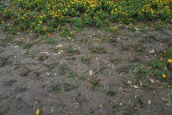 Nghìn người chen lấn xô đẩy, vườn hoa Hồ Gươm bị san phẳng chỉ sau 1 đêm