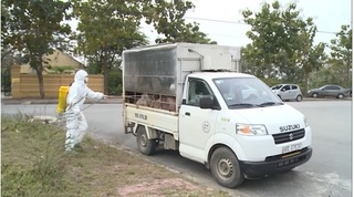 Hưng Yên: Bắt xe chở 1,5 tấn lợn lở mồm long móng đi tiêu thụ