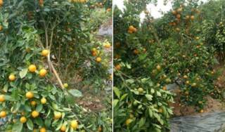 Một gia đình ở Hưng Yên bị kẻ xấu phá hoại hàng loạt cây quất cảnh