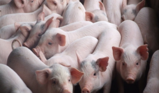 Giá heo (lợn) hơi hôm nay 8/1: Cục Chăn nuôi muốn giảm giá heo về 40.000 - 45.000 đồng/kg 