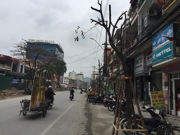 Quảng Ninh: Di chuyển hàng cây được trồng dưới lòng đường đi nơi khác