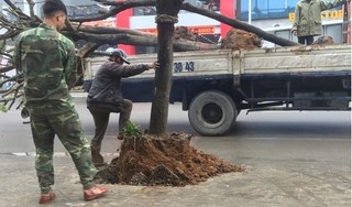 Sở Xây dựng Quảng Ninh di chuyển hàng cây được trồng dưới lòng đường