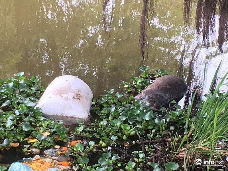 Nam Định: Xác lợn chết nổi lềnh phềnh đầy sông, ngay trước nhà bí thư